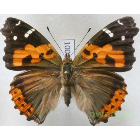 Vanessa vulcania (Godart, 1819) Canary Islands, Tenerife100a